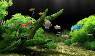 鱼缸黄水的原因和处理方法（鱼缸水发黄但是水很清）