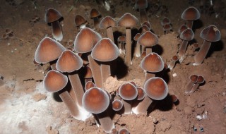 黑鸡枞菌种植方法（黑鸡枞菌种植方法图片）