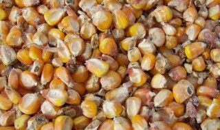 玉米轻微发霉处理方法 玉米轻微发霉处理方法视频