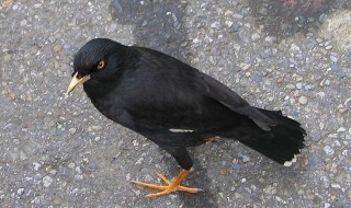 家里为啥不能养八哥（八哥寿命一般是几年）