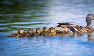 街上买的小鸭子为什么容易死 小鸭子怎么养成活率才大