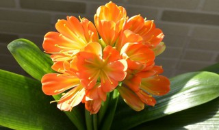 君子兰花怎么养 君子兰怎么养才能开花