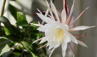 昙花如何养护才开花（家里千万不可养昙花）