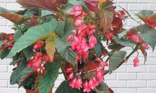 竹节海棠怎么养护长的好开花多 竹节海棠花怎么养殖方法