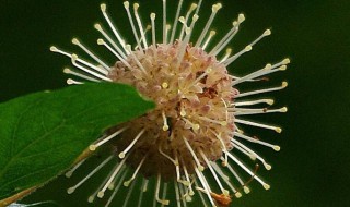 水杨梅怎么养（水杨梅怎么养护和修剪）