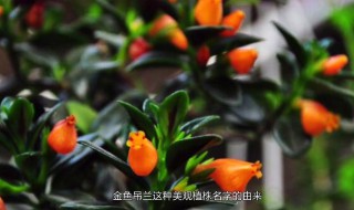 新买的金鱼吊兰咋养（新买的金鱼吊兰咋养好）