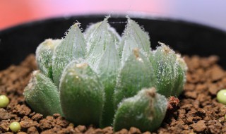 玉露多肉植物怎么养 玉露多肉的养殖方法和注意事项