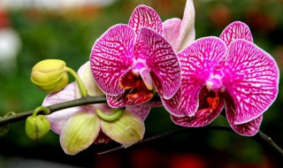 如何养蝴蝶兰 如何养好蝴蝶兰