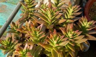 火祭徒长变绿怎么办（火祭徒长了怎么办）