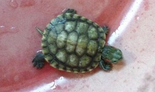 幼小的巴西龟怎喂食 幼小的巴西龟怎喂食呢