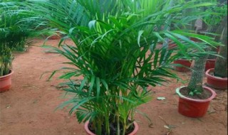 凤尾竹怎么养才茂盛 凤尾竹怎么养才茂盛视频