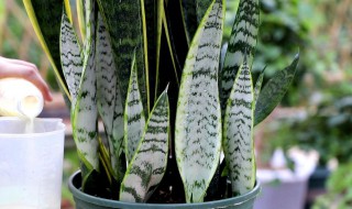 虎皮兰怎么养才长得好（虎皮兰怎么养才能开花）