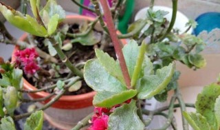 长寿花白粉病怎么办 长寿花的白粉病怎么处理