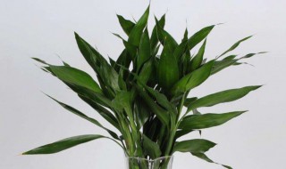 富贵竹黄叶子怎么补救（富贵竹发黄的叶子如何处理）
