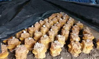 在家怎么种桑黄（在家怎么种桑黄花）