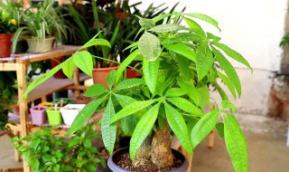 发财树怎么养护最好 发财树怎么养护最好,开红花的树