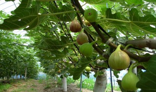 无花果树春季怎样修剪 无花果春季怎么修剪