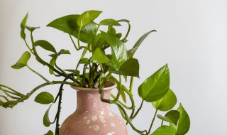 郁金香绿萝哪种适合养在室内 郁金香绿萝哪种适合养在室内呢