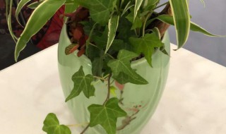 水养吊兰怎么养才茂盛（水养吊兰怎么养才茂盛多少水合适）