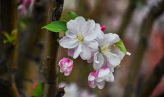 海棠花怎么养殖 丽格海棠花怎么养殖