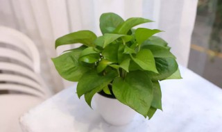 绿箩怎么养护长得才茂盛 绿箩怎么养才能茂盛