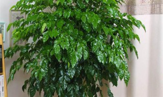 绿宝树怎么养才茂盛 绿宝树要怎么养