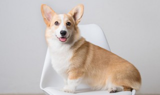 自己养的狗咬死的鸡可不可以吃 自家狗咬死的鸡可不可以吃