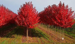 红枫树苗怎么养 红枫树苗怎么养护与管理