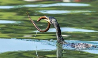 望月鳝为什么不能吃 望月鳝为什么有剧毒