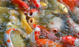 锦鲤水花养殖注意事项（锦鲤水花怎么养成活率高）