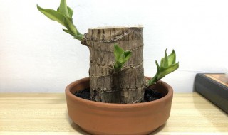 幸运木巴西木的养殖方法和注意事项 幸运木巴西木的功效