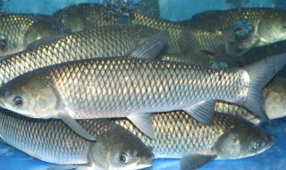 草鱼怎么养长得快（草鱼怎么才能养活）