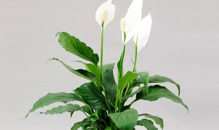 白掌有人说家里不能养（白掌有人说家里不能养什么意思）