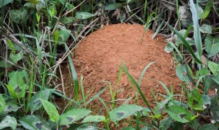 蚂蚁怎么养才能养活（蚂蚁怎么养才能养活视频）