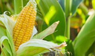 中科玉505玉米种简介（中科玉505玉米种简介裕丰303）