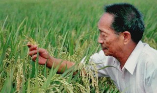 袁隆平生平简介（袁隆平生平简介400字）