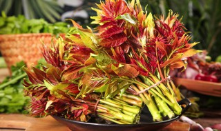 香椿芽怎样保存最新鲜（香椿芽怎样保存最新鲜不变色）