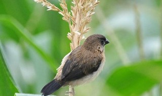 鸟吃玉米苗怎么办 鸟吃玉米苗怎么办啊