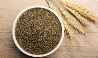 怎么鉴别黑小米 怎么鉴别黑小米的真假