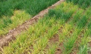 小麦打除草剂发黄叶子发干怎么办 小麦打了除草剂叶子发黄怎么办