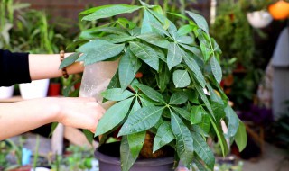 怎样修剪发财树枝条（怎样修剪发财树视频教程）