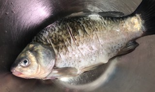 如何清洗鲫鱼 如何清洗鲫鱼最干净