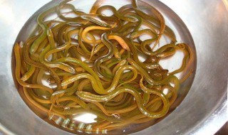 鳝鱼如何清洗 鳝鱼如何清洗内脏