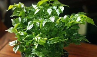 室内幸福树怎么养才能更旺盛（幸福树三种人不能养）