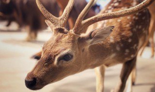 鹿肉能吃吗 鹿肉能吃吗?有什么用处