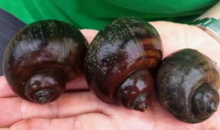 田螺能吃吗有寄生虫吗（田螺煮多久杀死寄生虫）