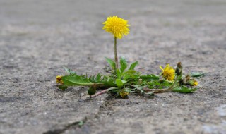 蒲公英的根能吃吗（蒲公英的根能吃吗?可以大量吃吗?）