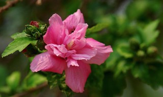 木槿花能吃吗 粉色的木槿花能吃吗