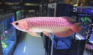 金龙鱼能吃吗（金龙鱼能吃吗多少钱一斤）