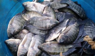 罗非鱼能吃吗 红色的罗非鱼能吃吗